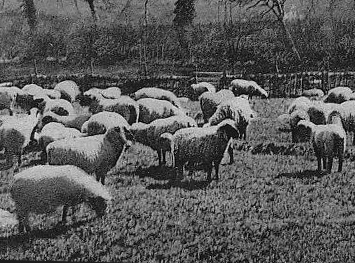 Marlborough Sheep Fairs – copyright-Rob-Dickens